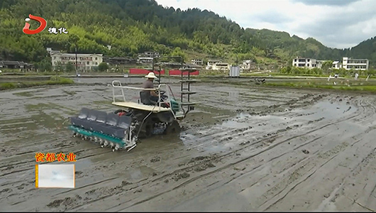 县农业农村局首次试验水稻精量穴直播 - 憨鼠网