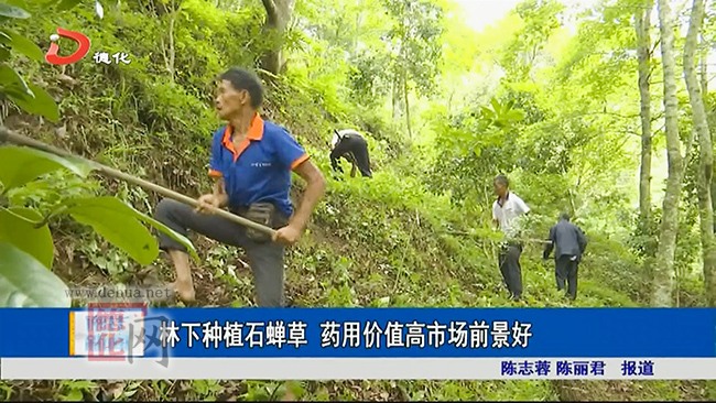 林下种植石蝉草 药用价值高市场前景好 - 憨鼠网