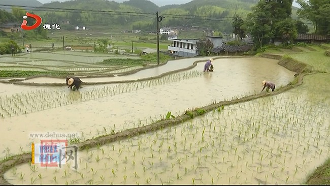 赤水镇：试种新品种水稻 抢抓农时冒雨插秧 - 憨鼠网