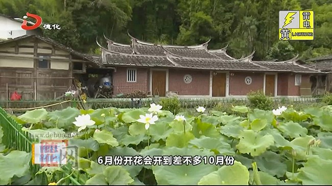 盖德镇有济村：荷花盛开 “荷”你共赏 - 憨鼠网