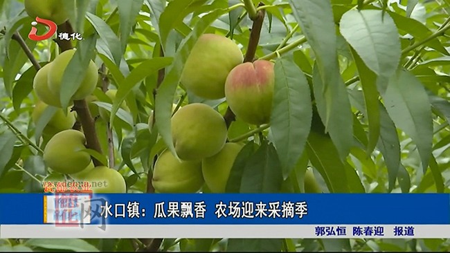 水口镇：瓜果飘香 农场迎来采摘季 - 憨鼠网