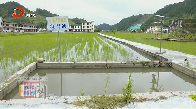 曾坂村：旧水泥厂变身水稻良田 打造生态修复新模式 - 憨鼠网