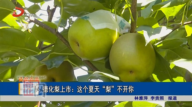 上涌德化梨上市： 这个夏天 “梨”不开你 - 憨鼠网