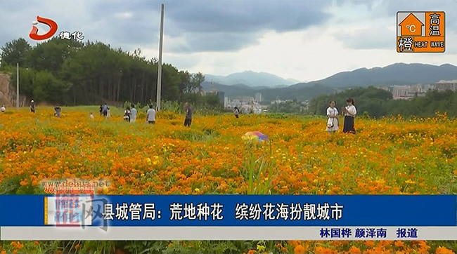 县城管局：荒地种花 缤纷花海扮靓城市 - 憨鼠网