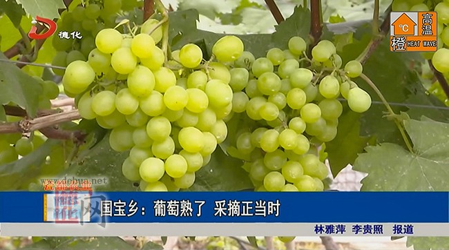 国宝乡：葡萄熟了 采摘正当时 - 憨鼠网