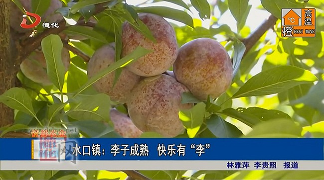 水口镇：李子成熟  快乐有“李” - 憨鼠网