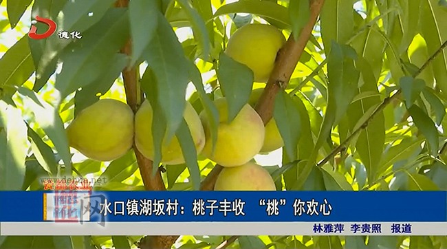 水口镇湖坂村：桃子丰收 “桃”你欢心 - 憨鼠网