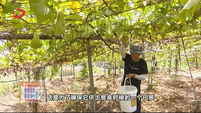 赤水镇：佛手瓜喜丰收 - 憨鼠网