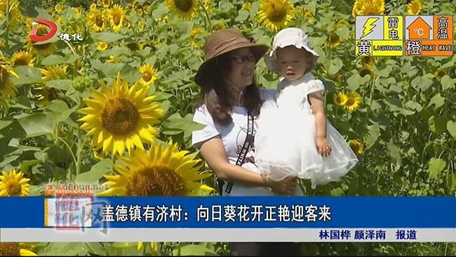 盖德镇有济村：向日葵花开正艳迎客来 - 憨鼠网