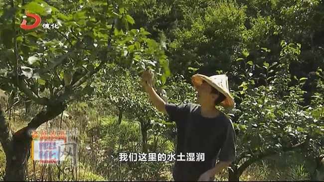 雷峰镇瑞坂村：德化梨飘香助增收 - 憨鼠网