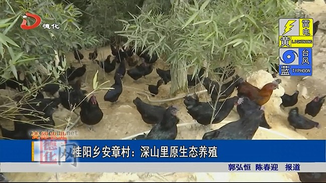 桂阳乡安章村：深山里原生态养殖 - 憨鼠网