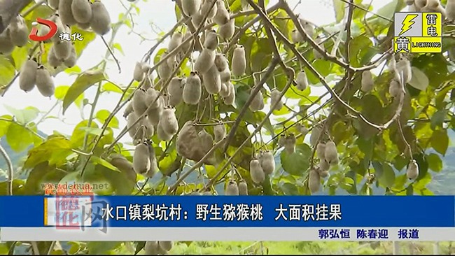 水口镇梨坑村：野生猕猴桃大面积挂果 - 憨鼠网