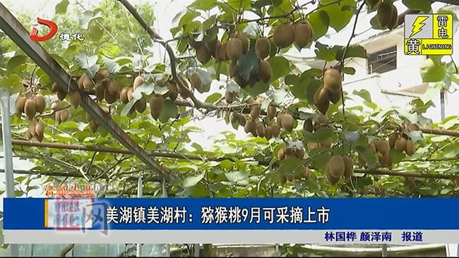 美湖镇美湖村：猕猴桃9月可采摘上市 - 憨鼠网