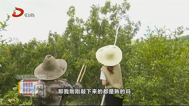 上涌镇下涌村：板栗喜获丰收 - 憨鼠网
