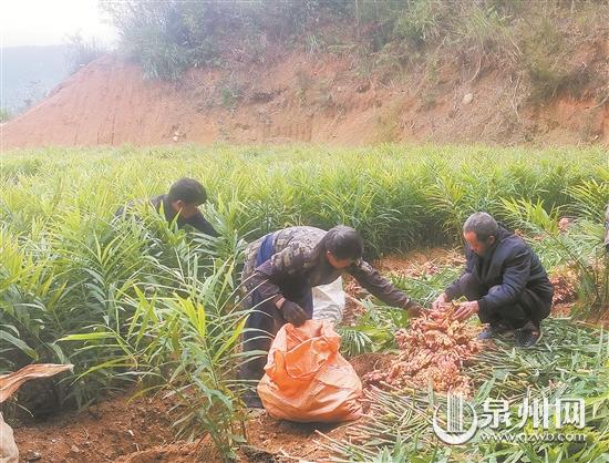 “生姜之乡”采收忙 - 憨鼠网