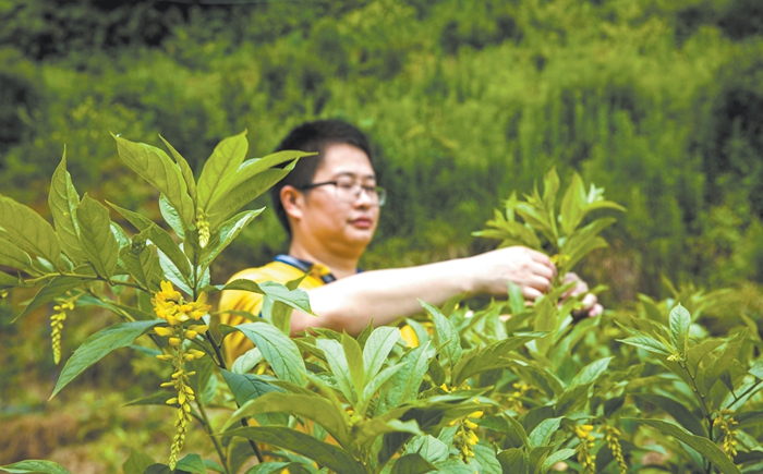 寇森林：闲置农田开“金花” - 憨鼠网
