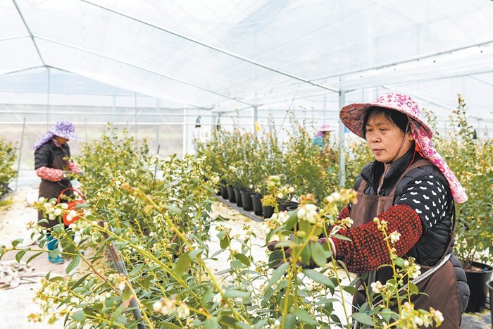 小蓝莓带来新产业 - 憨鼠网