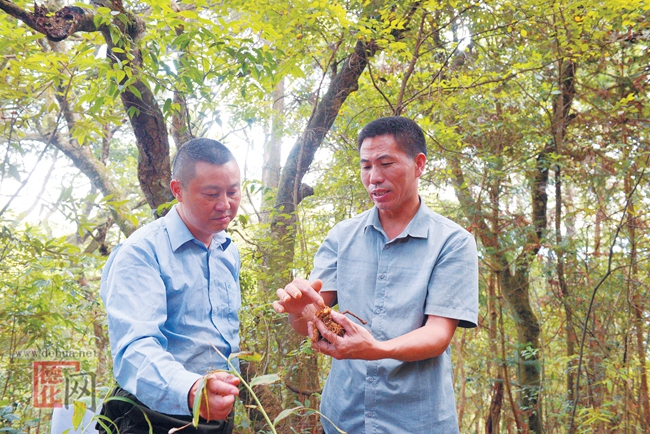 陈利忠:种植中草药 致富有“良方” - 憨鼠网