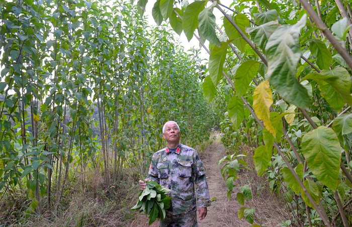 退而不休 老兵扎根深山种将军叶 - 憨鼠网