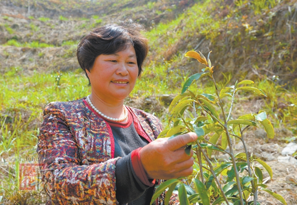 陈丽玉：带动村民走上增收致富路 - 憨鼠网