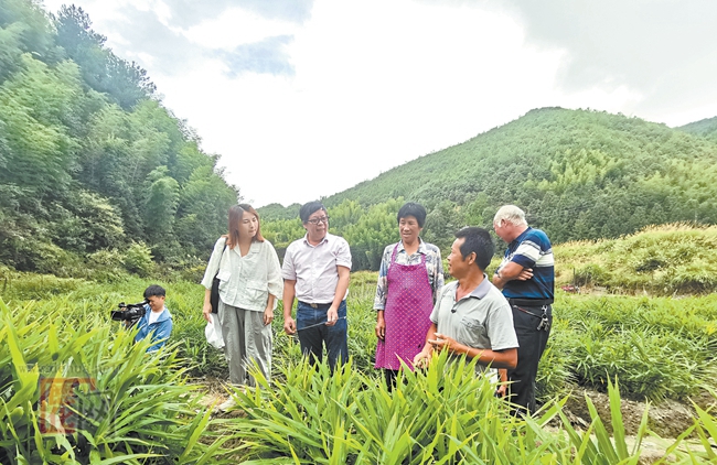 赤水镇铭爱村：“田博士”助“姜”产 - 憨鼠网