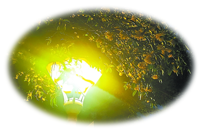 又闻桂花香 - 憨鼠网