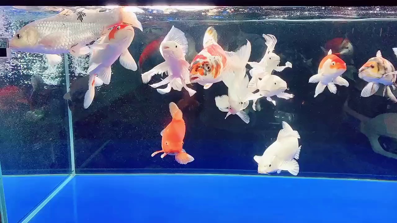 魚缸
